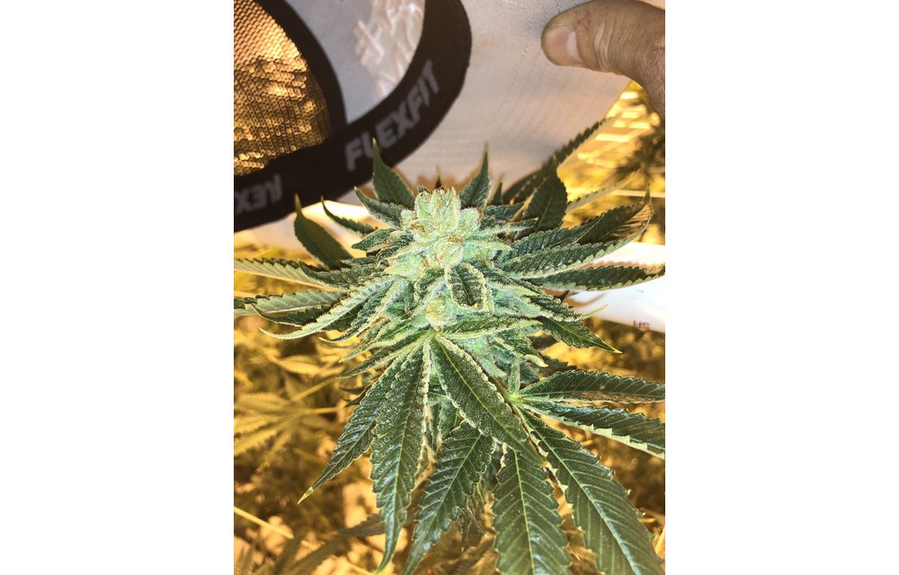 Chemfusion Reg 12 pk