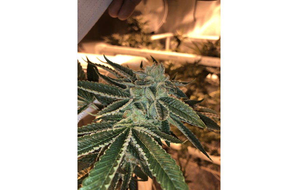 DVG Purple Eidolon Reg 12 pk