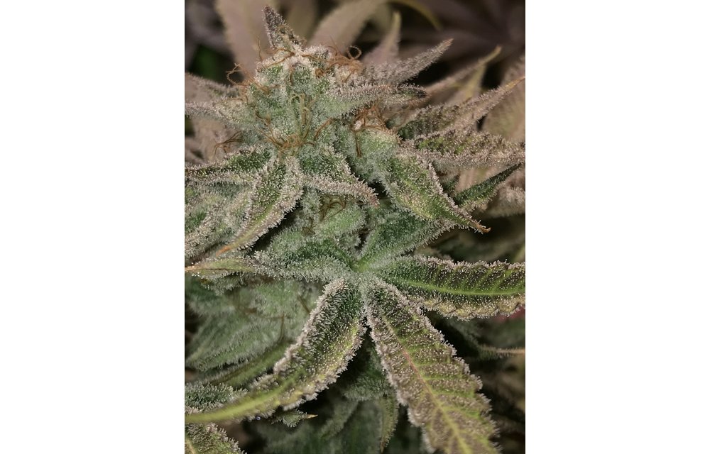 Sherry Reg 12 pk