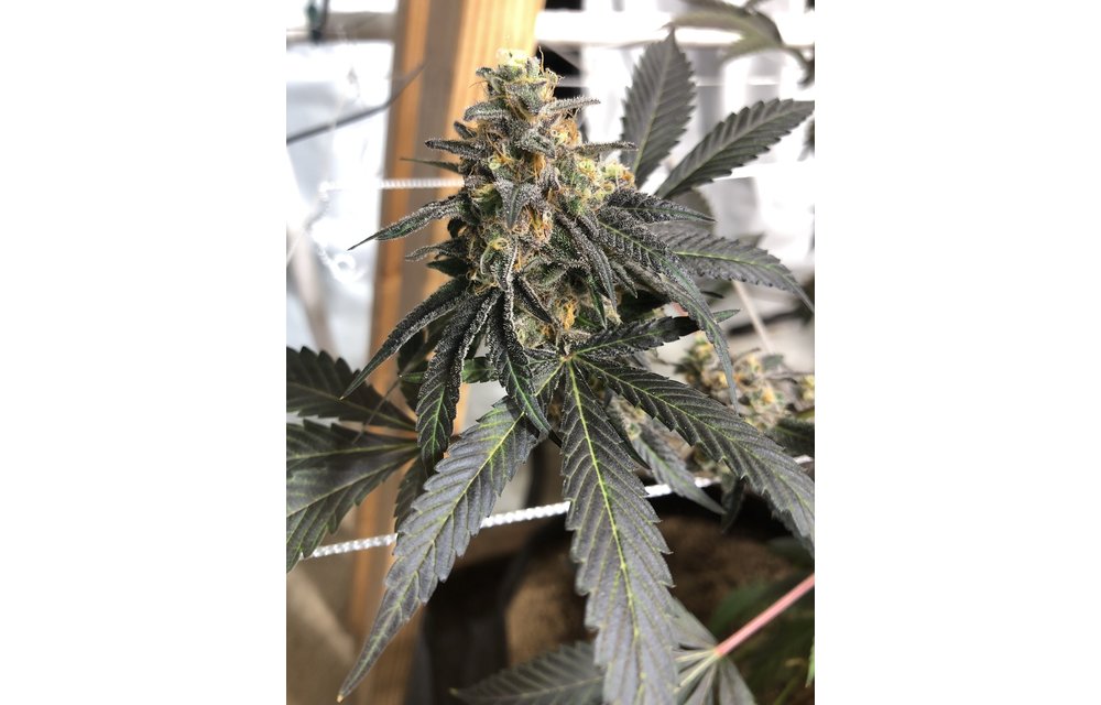 Crushed Berries Reg 12 pk