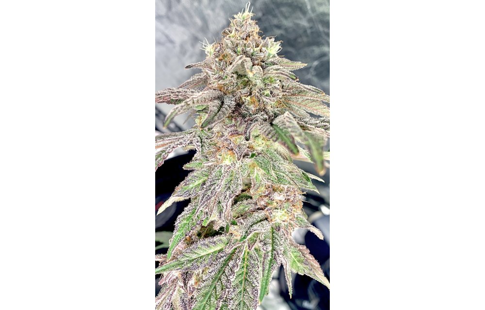 Crushed Berries Reg 12 pk