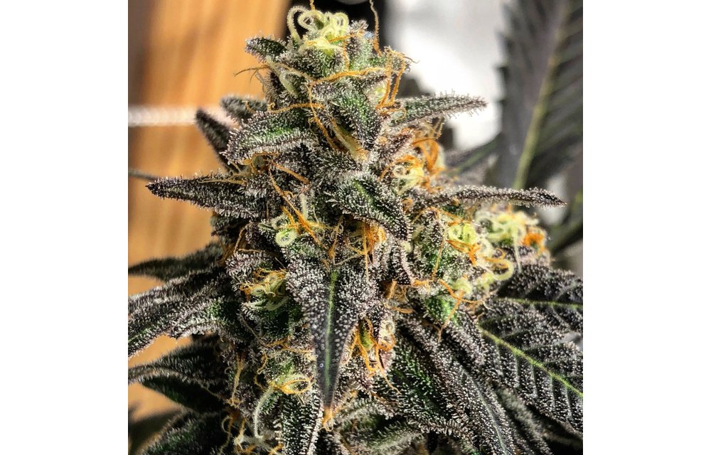 Crushed Berries Reg 12 pk