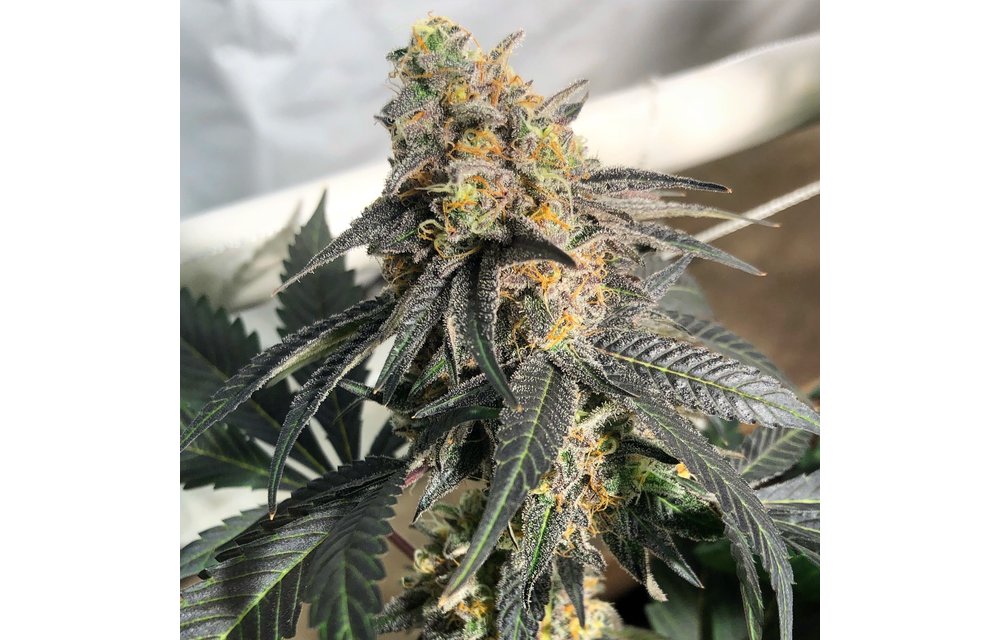 Crushed Berries Reg 12 pk