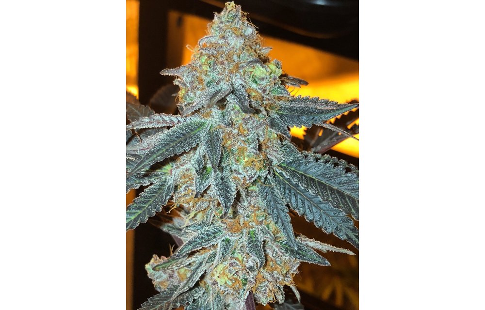 Crushed Berries Reg 12 pk