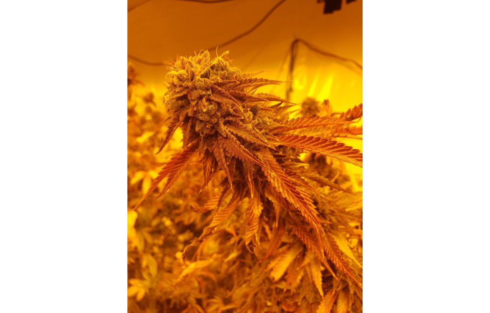 Drunken Gorilla Reg 12 pk