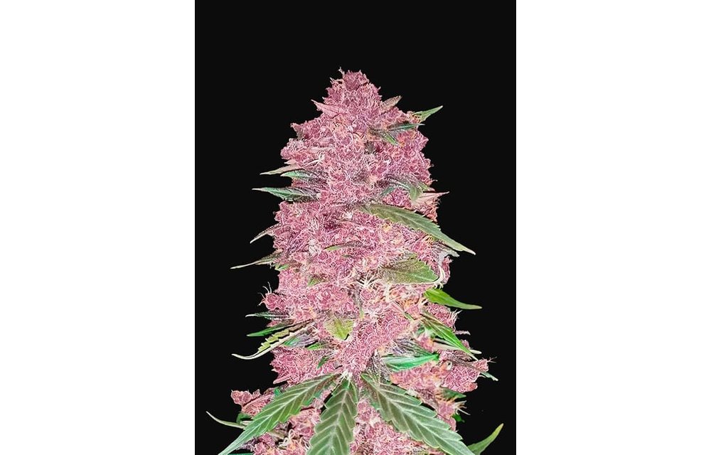 Purple Lemonade Auto Fem 5 pk