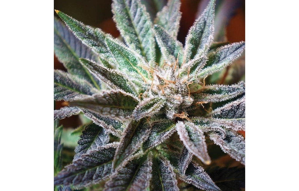 Flo F5 Reg 13 pk
