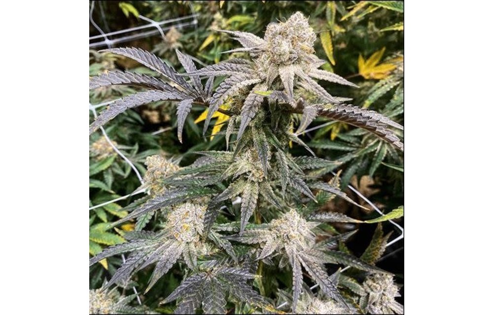 Apes in Space Fem 6 pk