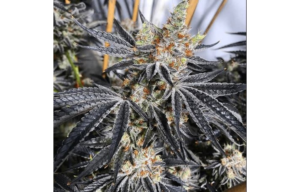Grease Monkey Reg 10 pk
