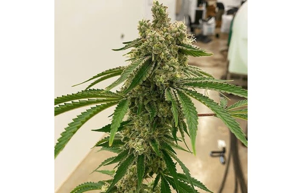 Lemon Drip Fem 6 pk