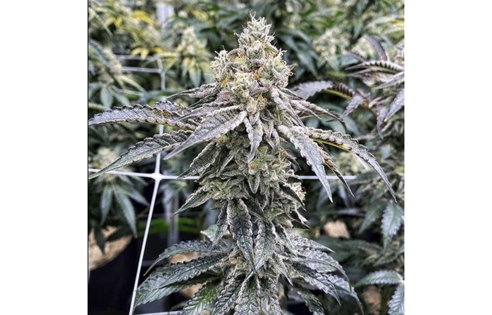 Milk Monkey Fem 6 pk