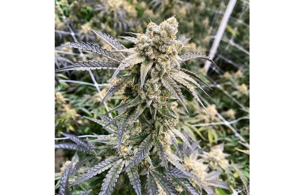 Monkey Berries Fem 6 pk