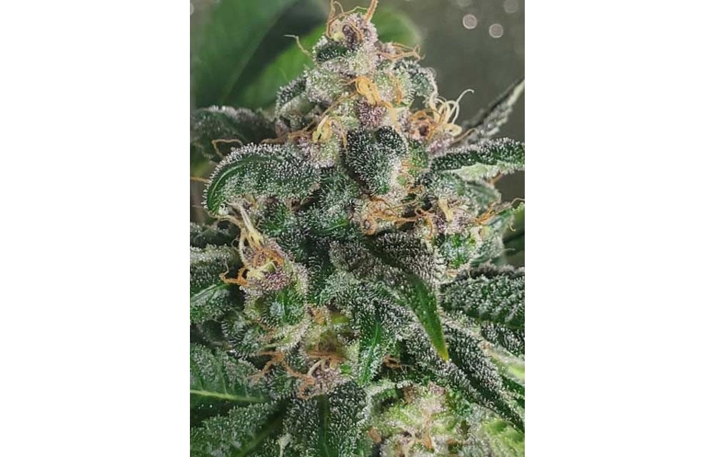Star Cookies Reg 12 pk