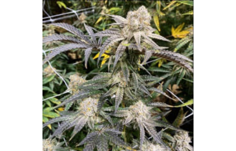 Apes In Space Reg 10 pk