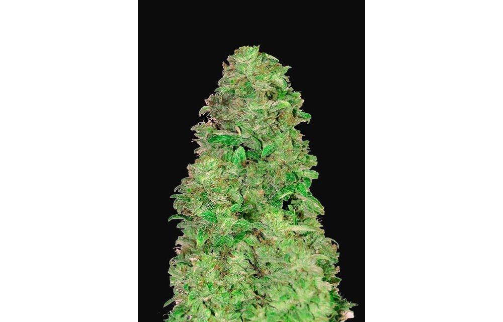 CBD 20:1 Auto Fem 5 pk