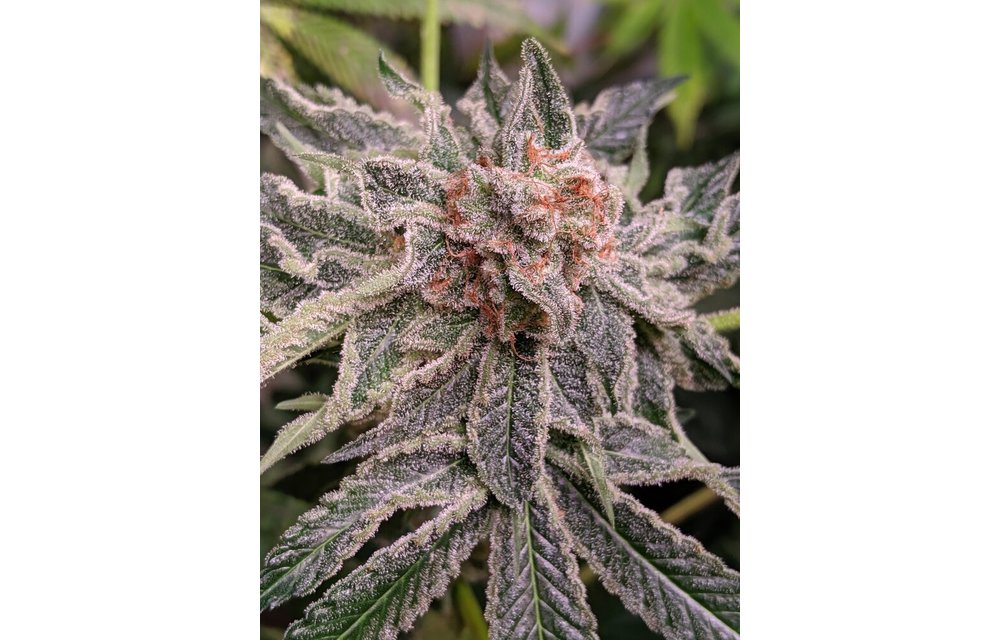 SnowCaine Fem 6 pk