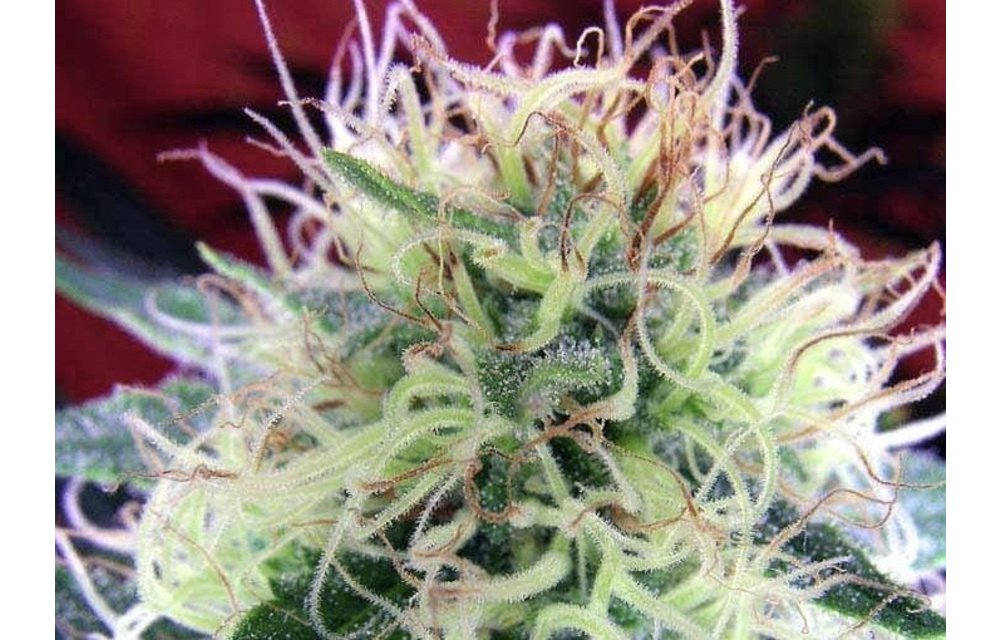 Jilly Bean F2 Reg 5 pk