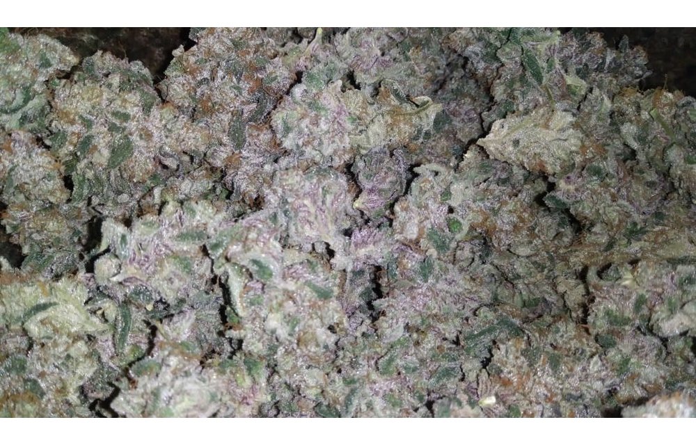 Blueberry Gelato Reg 12 pk
