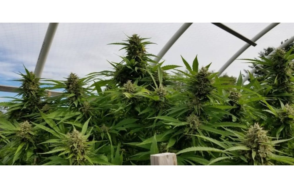 Cherry Cindy Reg 12 pk