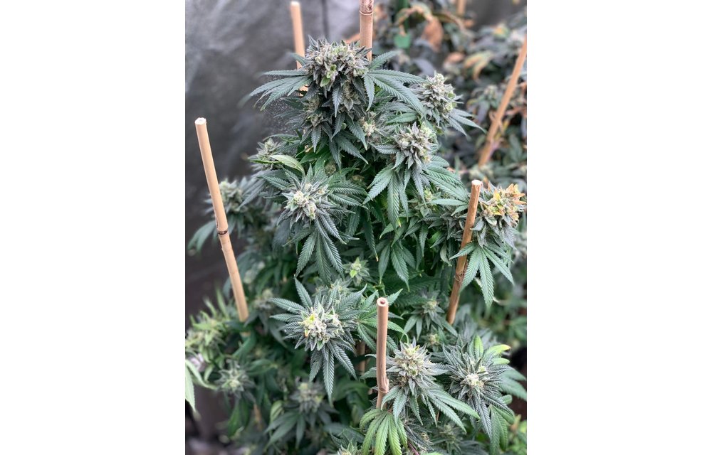Midnight Special Reg 12 pk