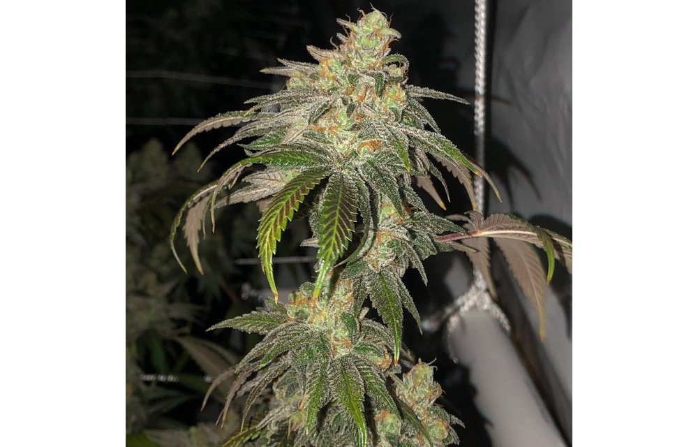 Sour Garlic Bud Reg 12 pk