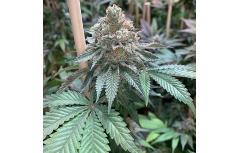 Alien Blackout Reg 12 pk