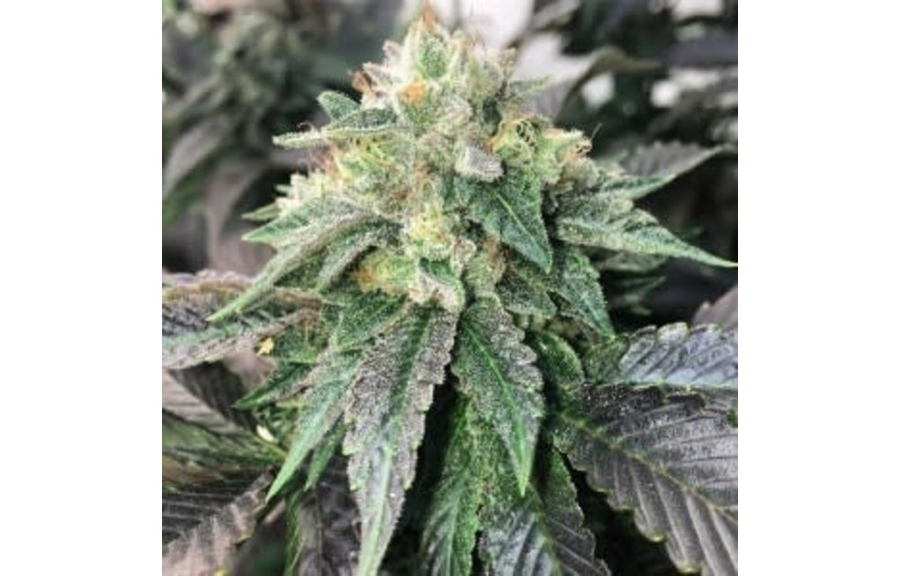 Legend OGK Fem 5 pk