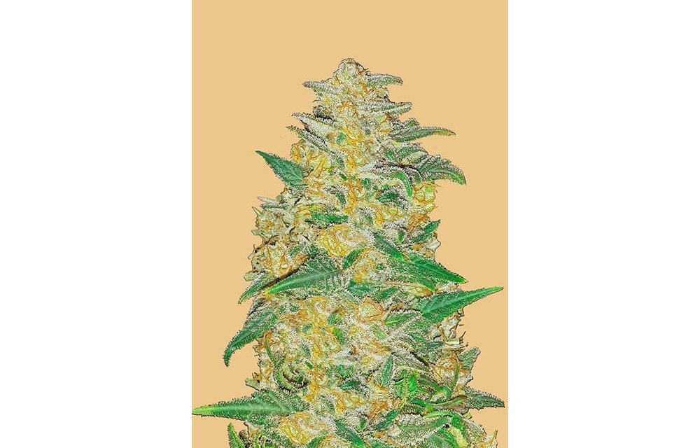 Original Auto AK Fem 5 pk