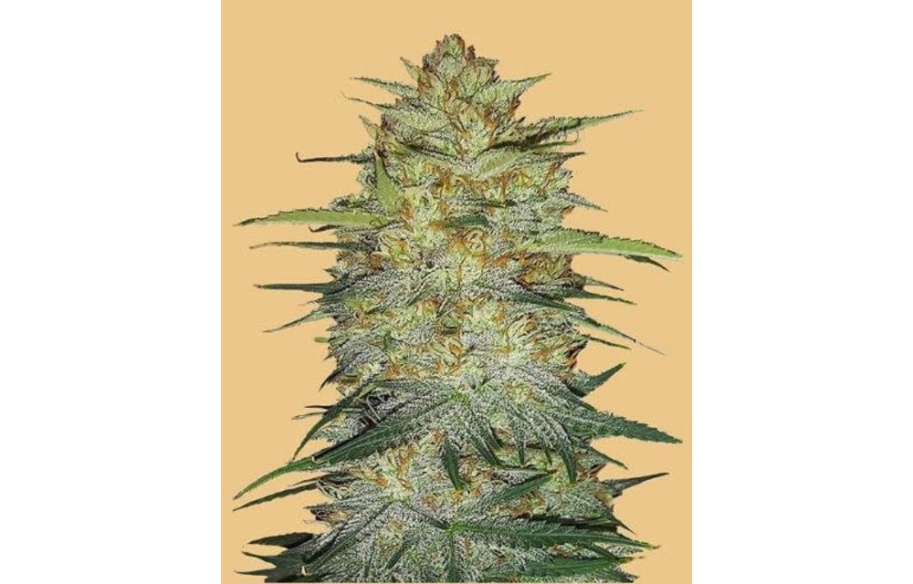 Original Auto OG Kush Fem 5 pk