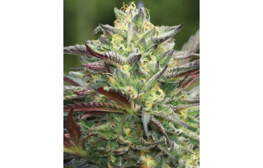 All Gas O.G. Fem 10 pk