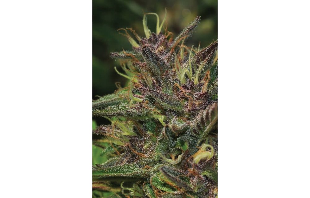 Blood Orange Amethyst Reg 20 pk