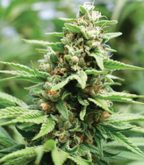 Products tagged with greencrack