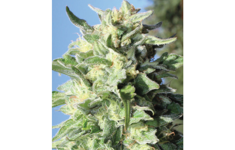 Banana Mango Reg 20 pk