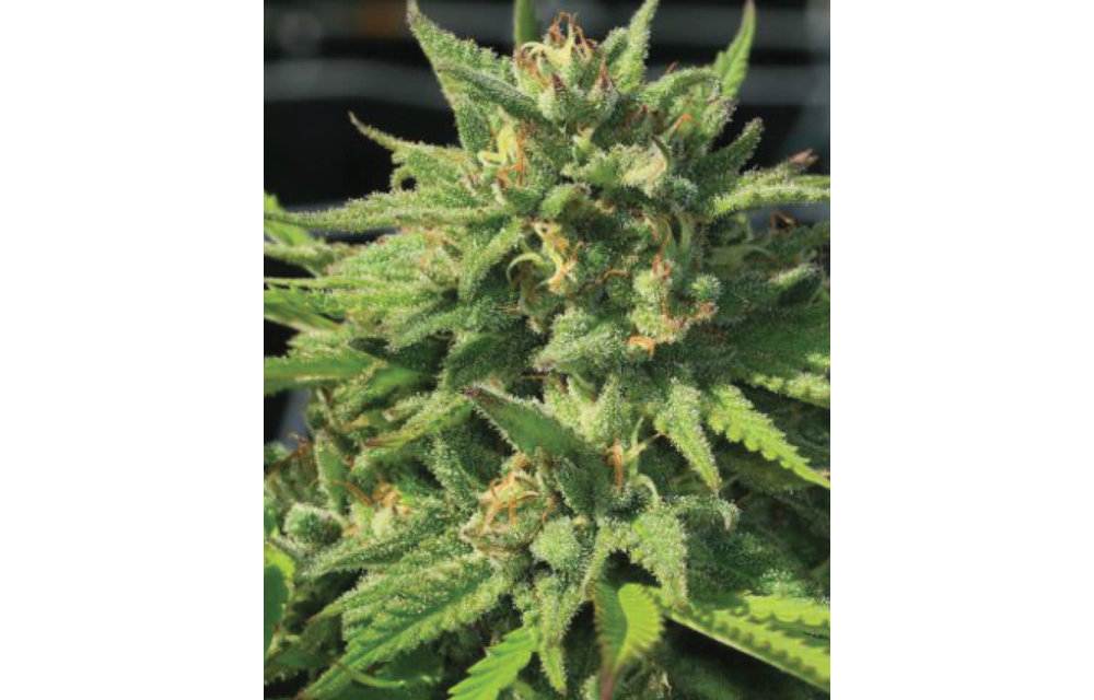 Bigfoot Glue Fem 10 pk