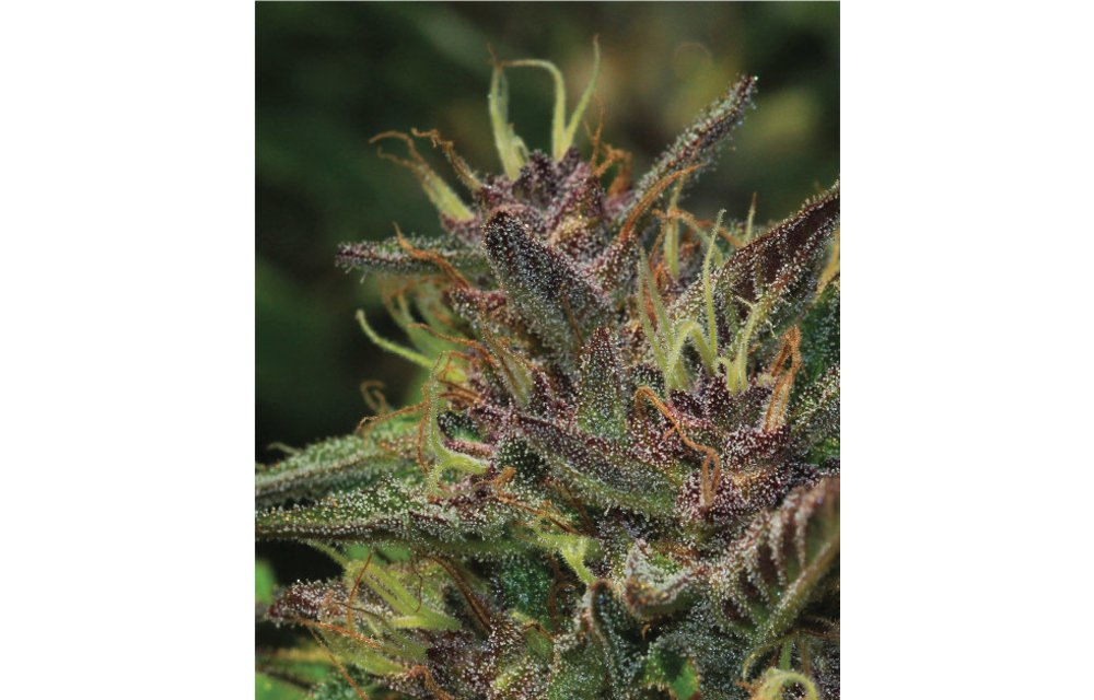 Blueberry Muffin Fem 10 pk
