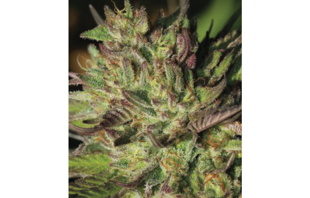 Collie Man Kush Fem 10 pk