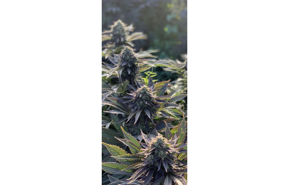 High CBD Fem 10 pk