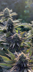 hemp