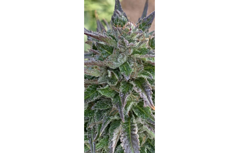 High CBD Fem 10 pk