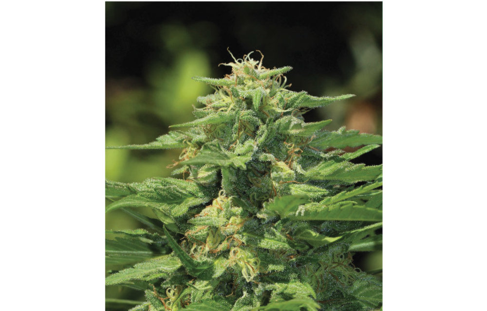 Dream Queen Reg 20 pk