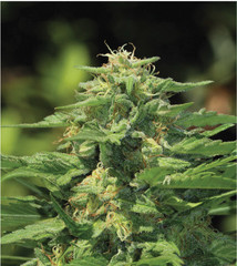 Products tagged with greencrack