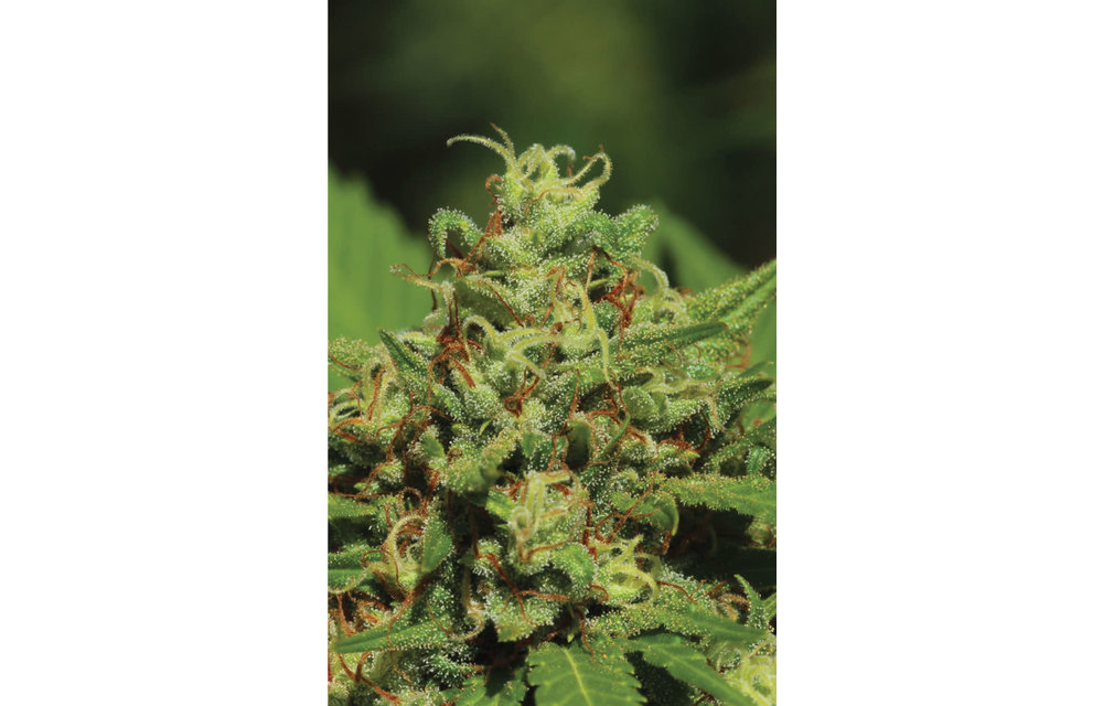 Emerald Fire O.G. Reg 20 pk