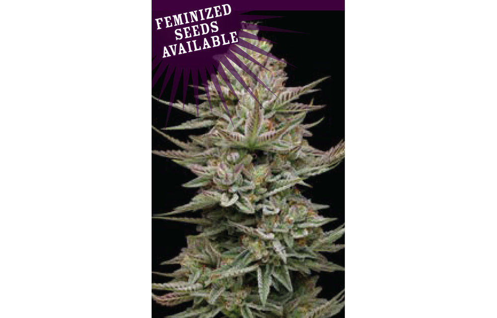 Family Jewels Fem 10 pk