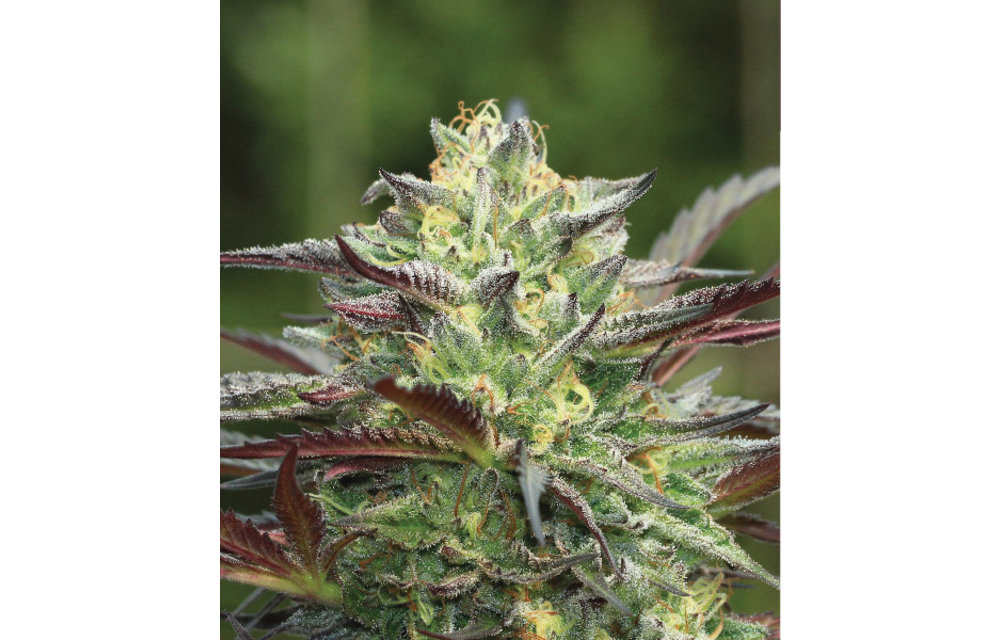 G.S. Cookies Reg 20 pk
