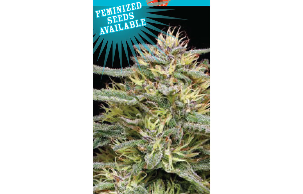 Hi-biscus Fem 10 pk