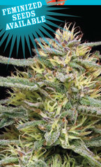 Products tagged with zkittles
