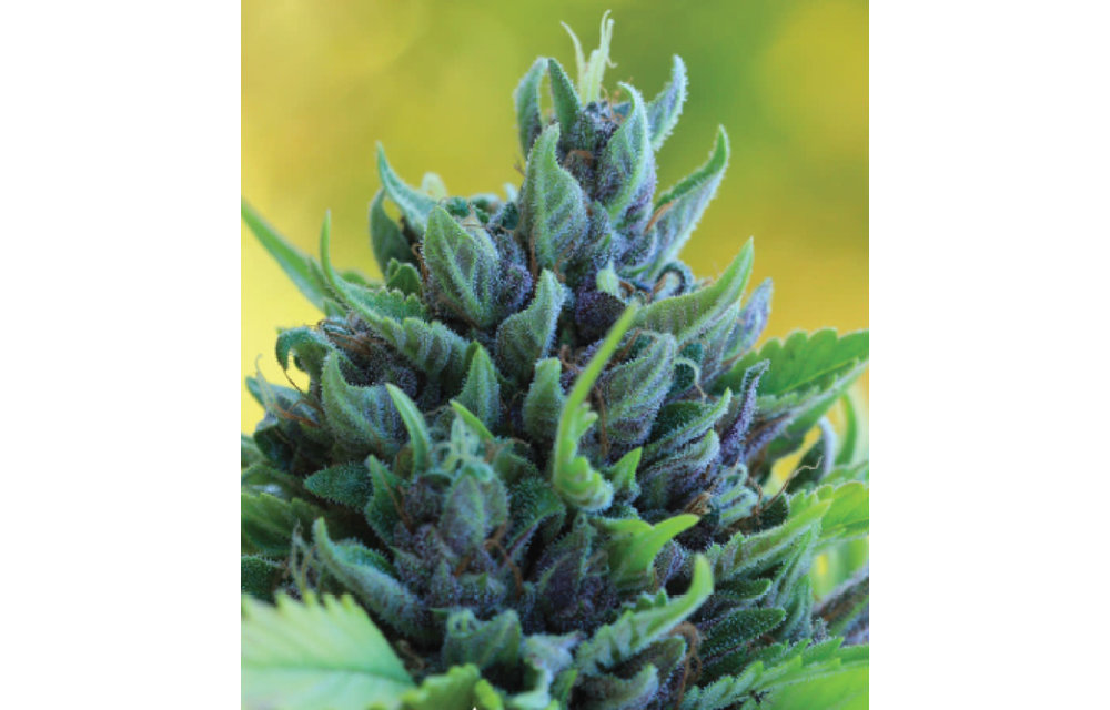 Humboldt Dream Fem 10 pk
