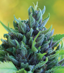 Products tagged with myrcene