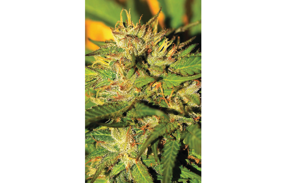 Humboldt Headband Fem 10 pk