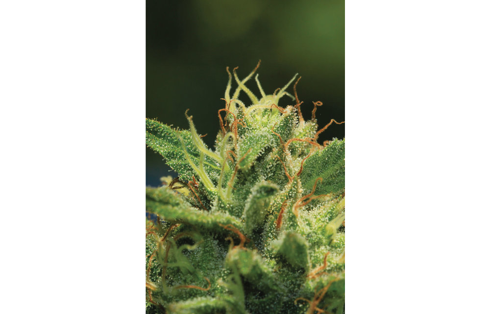 Humboldt Sour Diesel Reg 20 pk